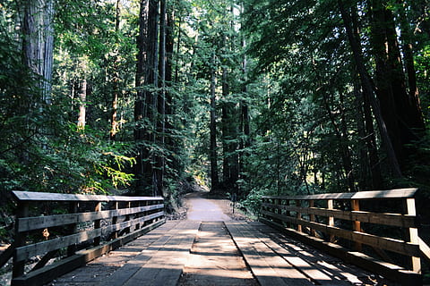 pont de fusta marró, bosc, Camí, arbres, parc, passarel·la, arbres forestals, fusta, sendera, arbre, planta, terra, el camí a seguir, direcció, naturalesa, creixement, dia, barana, llum solar, color verd, tranquil·litat, bellesa a la natura, arquitectura, connexió, cap gent, pont, a l'aire lliure, bambú - planta, 4K, CC0, domini públic, lliure de regalies