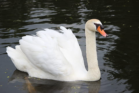 cigne, aigües, bassal, ocell, llac, naturalesa, reflexió, riu, ànec, nedar, ocell aquàtic, món animal, aus de corral, ploma, animal, tancar, estany, blanc, factura, ocells, plomatge, animals a la natura, temes d'animals, fauna animal, aigua, vertebrats, un animal, Color blanc, cigne silenciós, zoologia, dia, cap gent, davant del mar, coll d'animals, bec, flotant a l'aigua, cygnet, 2K, CC0, domini públic, lliure de regalies