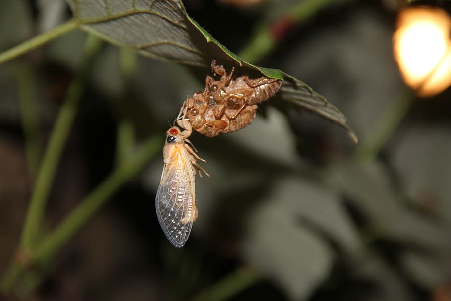 cigala, insecte, errors, primer pla, shell, buidatge de la pell, escorxament, ecdysis, molt, muda, animal, temes d'animals, fauna animal, invertebrat, planta, animals a la natura, un animal, naturalesa, centrar-se en primer pla, cap gent, full, part de la planta, bellesa a la natura, a l'aire lliure, humit, ala dels animals, arbre, part del cos dels animals, papallona - insecte, 5K