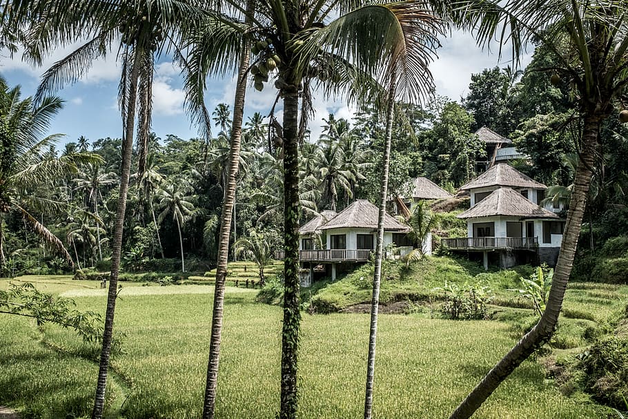 blanc, concret, casa, envoltat, arbres, ennuvolat, cel, durant el dia, arbres de coco, edifici, arbre, herba, bosc, palmell, naturalesa, jardí, a l'aire lliure, verd, arquitectura, vila, vacances, ubud, tropical, viatjar, tradicional, turisme, planta, Palmera, clima tropical, creixement, exterior de l'edifici, terra, estructura construïda, color verd, dia, camp, tronc, tronc de l'arbre, cap gent, paisatge, palmera de coco, 5K