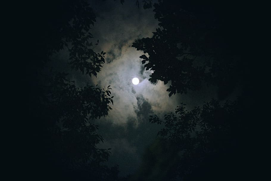 justament, lluna, nit, núvol, vista nocturna, cel, a la tarda, el cel nocturn, atmosfera, fusta, negre, parc, tabitha, arbre, il·luminació, interior, escalada, tardor, vall, bosc, la vida, refugi, bombeta, botiga, penso, caminar, viatjar, decoració d’arbres, ornament, tranquil, Nadal, República de Corea, tranquil·lament, fosc, llum de la lluna, astronomia, estrella - espai, naturalesa, espai, lluna plena, vista d’angle baix, tranquil·litat, silueta, planta, bellesa a la natura, escenics - natura, cap gent, escena tranquil·la, a l'aire lliure, núvol - cel, Lluna planetària, espai i astronomia, 4K