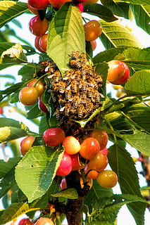 kirsebær, afdeling, bier, insekt, frugt, mad og drikke, blad, mad, friskhed, landbrug, sund kost, plante del, træ, velvære, vækst, plante, natur, dag, tæt på, grøn farve, lav vinkel visning, ingen mennesker, skønhed i naturen, udendørs, moden, 4K, CC0, offentligt domæne, royaltyfrie