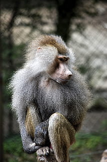 fauna, primátů, lidoopů, zvířat, zvířata ve volné přírodě, savec, primát, jednoho zvířete, obratlovců, zaměřit se na popředí, den, sedící, Příroda, nikdo, pavián, venku, hledá, detail, relaxace, péče, 2K, CC0, veřejná doména, bez autorských práv