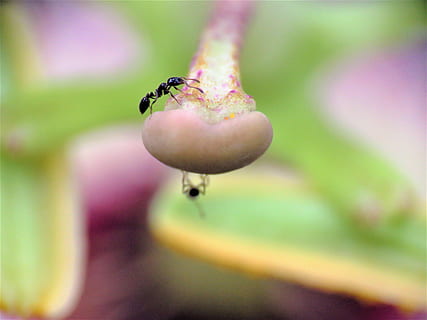 insect, ant, tiny, flower, garden, wildlife, animal themes, animal, animal wildlife, one animal, invertebrate, animals in the wild, close-up, plant, selective focus, no people, focus on foreground, nature, day, freshness, beauty in nature, flowering plant, food, outdoors, 4K, CC0, public domain, royalty free