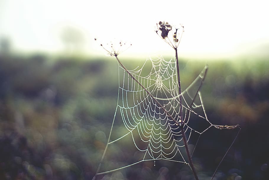 pavučina detailní fotografie, selektivní, zaostřovací fotografie, pavoučí síť, daytim, tráva, pole, pavouk, pavučina, rosa, zavřít, makro, v pořádku, detail, Příroda, rostlina, voda, světlo, ráno, křehkost, zaměřit se na popředí, zranitelnost, nikdo, krása v přírodě, den, květ, kvetoucí rostlina, venku, zvířat, klid, zvíře, bezobratlý, složitost, pavoukovec, 5K