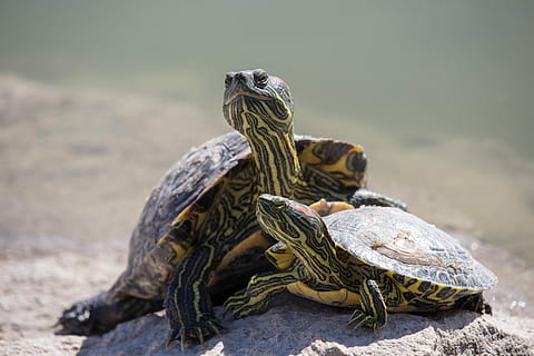 turtle, reptile, tortoise, shell, nature, animal themes, animal, animal wildlife, vertebrate, animals in the wild, group of animals, two animals, animal shell, no people, tortoise shell, focus on foreground, outdoors, rock, rock - object, animal family, marine, 5K, CC0, public domain, royalty free