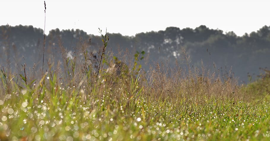 erba, prato, rosa, veloce, i raggi, verde, pannello, ornamento, lo sfondo, foresta, albero, avvicinamento, natura, filo d'erba, sfondo, pianta, terra, campo, nessuno, ambiente, bellezza nella natura, paesaggio, crescita, fiore, nebbia, cielo, pianta fiorita, pianura, giorno, all'aperto, la tranquillità, 4K