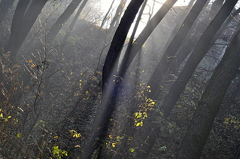 foresta, i raggi del sole, luce solare, albero, atmosfera, luce del sole, autunno, pace, mattina, luce, pianta, terra, crescita, natura, la tranquillità, nessuno, tronco, tronco d'albero, bellezza nella natura, giorno, scena tranquilla, bosco, scenics - natura, paesaggio, scena non urbana, a distanza, ambiente, bambù - pianta, 4K, CC0, dominio pubblico, privo di copyright