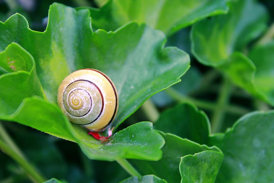 cargol, shell, mol·lusc, tancar, lentament, closca de cargol, rèptil, gatejar, animal, groc, jardí, full, flor, verd, estiu, naturalesa, viscós, gasteròpode, closca d’animals, lent, rastreig, slug, espiral, primer pla, vida salvatge, escargot, insecte, macro, invertebrat, fauna animal, temes d'animals, part de la planta, animals a la natura, color verd, planta, cap gent, un animal, creixement, a l'aire lliure, 1080P