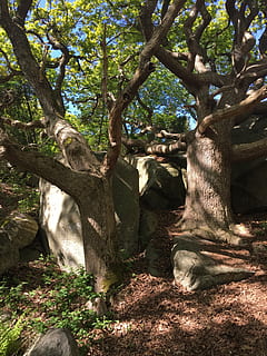 albero, nodoso, foglia, natura, pianta, tronco d'albero, crescita, tronco, terra, giorno, nessuno, foresta, luce del sole, ramo, all'aperto, la tranquillità, bellezza nella natura, ombra, parco, colore verde, scena tranquilla, campo, 2K, CC0, dominio pubblico, privo di copyright