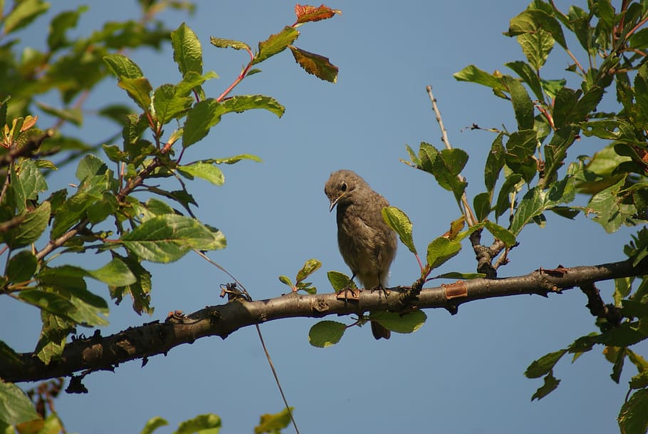 Askepot, fugl, Brun, forår, dyreliv, træ, et dyr, dyr i naturen, dyr, afdeling, dyre temaer, blå, dag, udendørs, hvirveldyr, plante, perching, lav vinkel visning, plante del, blad, himmel, natur, grøn farve, ingen mennesker, skyfri himmel, ørn, 4K