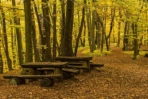 Wald, Bank, Tisch, draussen, Hügel, Bank, Tabelle, Landschaft, Holz, Möbel, Baum, Sitz, niemand, Natur, keine Leute, Tag, draußen, Pflanze, Land, Baumstamm, Kofferraum, Ruhe, Schönheit in der Natur, Wachstum, Herbst, Pflanzenteil, Blatt, ruhige Szene, Nicht-städtische Szene, Veränderung, Parkbank, 4K, CC0, gemeinfrei, lizenzfrei