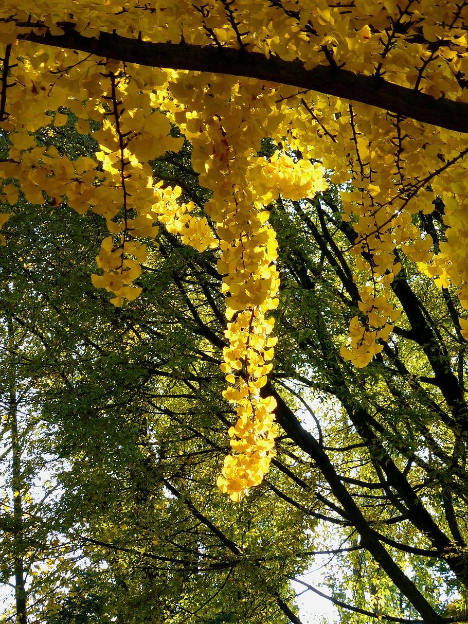 Ast, Baum, Blatt, Blätter, bunt, Farbe, Gold, Herbst, Herbst Baum, Herbstlaub, Herbstfarben, Herbstmotiv, Herbststimmung, Herbstzeit, hell, Natur, Oktober, September, Pflanze, Schönheit in der Natur, Wachstum, Gelb, Flachwinkelansicht, keine Leute, Blume, Tag, blühende Pflanze, draußen, Zerbrechlichkeit, Verletzlichkeit, Frühling, blühen, Veränderung, Himmel, 2K