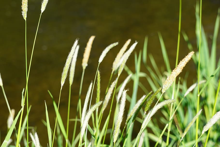 halme, herbes, riu, creixement, planta, primer pla, bellesa a la natura, color verd, naturalesa, centrar-se en primer pla, dia, cap gent, tranquil·litat, herba, a l'aire lliure, llum solar, camp, terra, agricultura, cultiu, frescor, fragilitat, full, fulla d'herba, tija, 5K