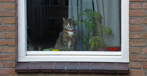 gat, finestra, retrat, mirant, assegut, mascota, nacional, felí, bonic, gatet, pelut, casa, tabby, relaxant, cortina, planta, reflexió, dia, a l'aire lliure, exterior de l'edifici, cap gent, mascotes, temes d'animals, animals domèstics, mamífer, animal, un animal, gat domèstic, vertebrats, vidre - material, arquitectura, estructura construïda, ampit de la finestra, bigotis, 1080P, CC0, domini públic, lliure de regalies
