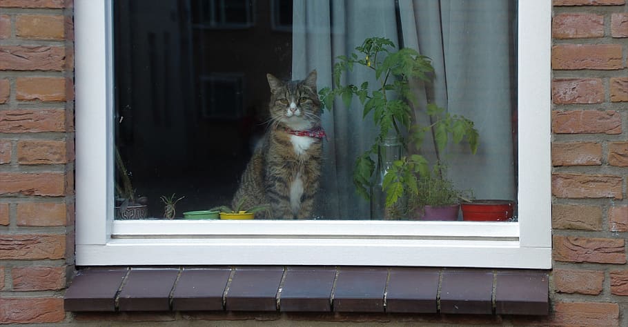 gat, finestra, retrat, mirant, assegut, mascota, nacional, felí, bonic, gatet, pelut, casa, tabby, relaxant, cortina, planta, reflexió, dia, a l'aire lliure, exterior de l'edifici, cap gent, mascotes, temes d'animals, animals domèstics, mamífer, animal, un animal, gat domèstic, vertebrats, vidre - material, arquitectura, estructura construïda, ampit de la finestra, bigotis, 1080P