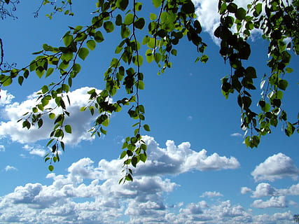 birk, grene, himmel, skyer, blå, blå himmel, Finsk, Sky, sky - himmel, plante, træ, lav vinkel visning, natur, vækst, blad, skønhed i naturen, dag, ingen mennesker, plante del, afdeling, ro, sollys, grøn farve, udendørs, friskhed, scenics - natur, direkte under, 2K, CC0, offentligt domæne, royaltyfrie