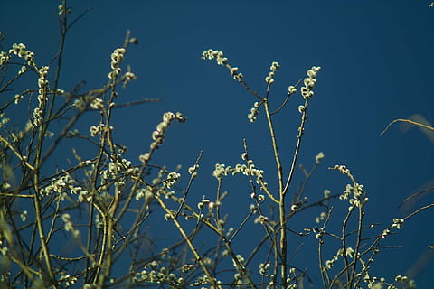 primavera, arbre, palmell, naturalesa, blau, flor, planta, cel, creixement, bellesa a la natura, vista d’angle baix, cap gent, dia, cel clar, a l'aire lliure, tranquil·litat, llum solar, primer pla, branca, centrar-se en primer pla, frescor, 2K, CC0, domini públic, lliure de regalies