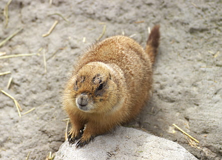 gophers, mikroschema, gyvūnų gyvūnija, gyvūnų temos, gyvūnas, vienas gyvūnas, žinduolių, gyvūnams, graužikas, nėra žmonių, dieną, stuburiniai, aukšto kampo vaizdas, pobūdį, sutelkti dėmesį į naujas žinias, lauke, ruda, roko objektas, kietas, Rokas, žemės, Iš arti, 2K, CC0, Viešasis domenas, nemokamai