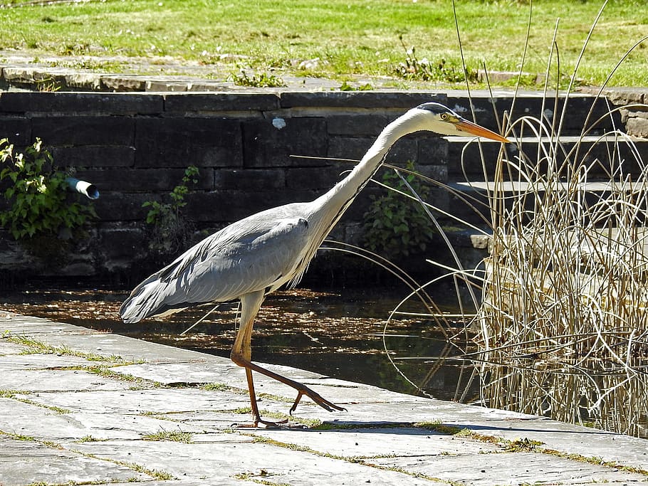 peix, menjar, Garza gris, oriental, garza, menjar de peix, intervenció, fotografia de fauna salvatge, ocell, factura, un animal, fauna animal, animals a la natura, temes d'animals, animal, vertebrats, dia, cap gent, naturalesa, planta, ocell aquàtic, aigua, llum solar, vista lateral, llac, herba, a l'aire lliure, coll d'animals, 1080P