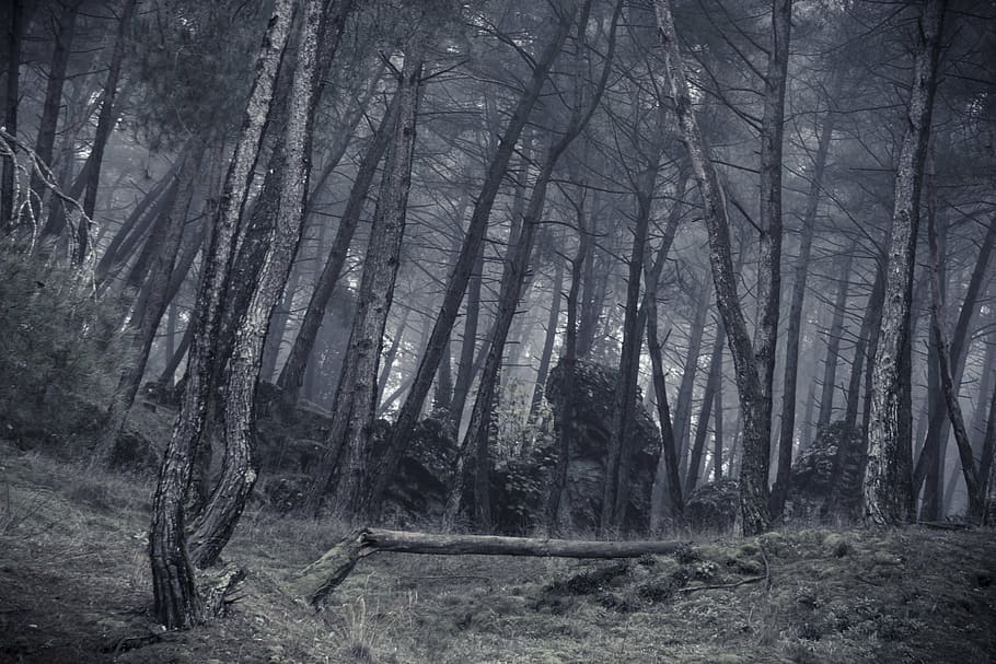 bosc, fotografia en escala de grisos, núvol, boira, trencament, tronc, arbres, arbre, naturalesa, terra, planta, tranquil·litat, bellesa a la natura, creixement, tronc de l'arbre, cap gent, escena tranquil·la, paisatge, dia, escena no urbana, escenics - natura, remot, medi ambient, a l'aire lliure, 5K