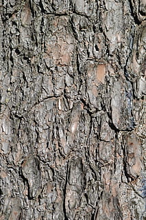 surface brune, écorce, arbre, texture, texturé, tronc, modèle, bois, en bois, forêt, les bois, pin, altéré, toile de fond, Contexte, rustique, la nature, surface, rugueux, vieillissement, fissuré, arrière-plans, plein cadre, personne, fermer, en plein air, tronc d'arbre, journée, solide, Roche, rock - objet, abstrait, beauté dans la nature, plante, structure construite, effet texturé, en couches, 5K, CC0, domaine public, libre de droits