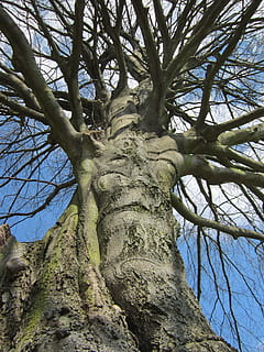 fagus sylvatica, european fag, fag comun, copac, plantă, floră, trompă, ramuri, specie, botanică, vedere unghiulară joasă, trunchi de copac, ramură, liniște, natură, cer, creştere, zi, nici o persoana, arbore gol, frumusețe în natură, pădure, teren, în aer liber, înalt - înalt, o scenă liniștită, lumina soarelui, latra, copac copac, imediat mai jos, 1080P, CC0, domeniu public, fără drepturi de autor