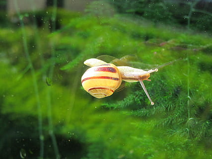 cargol, finestra, rastreig, còclea, cargols, lentament, animals, reflexió, més lent, bèsties, un animal, temes d'animals, animals a la natura, vida salvatge, fauna animal, animal, mol·lusc, gasteròpode, invertebrat, shell, primer pla, closca d’animals, cap gent, naturalesa, aigua, dia, planta, insecte, a l'aire lliure, marí, petit, 5K, CC0, domini públic, lliure de regalies