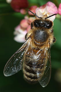 bee, insect, macro, pollination, closeup, nature, invertebrate, animal themes, one animal, animal wildlife, animal, animals in the wild, close-up, focus on foreground, beauty in nature, no people, flower, animal wing, day, flowering plant, fragility, plant, outdoors, flower head, 2K, CC0, public domain, royalty free