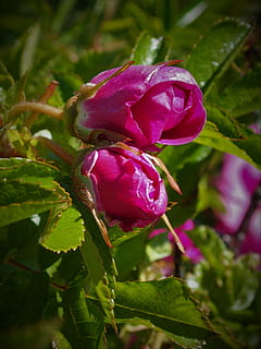 rosa seca, brots, s'obre, planta, bellesa a la natura, creixement, flor, planta amb flors, vulnerabilitat, primer pla, fragilitat, frescor, pètal, part de la planta, full, inflorescència, cap de flor, naturalesa, rosa, dia, cap gent, color rosa, centrar-se en primer pla, a l'aire lliure, porpra, 4K, CC0, domini públic, lliure de regalies