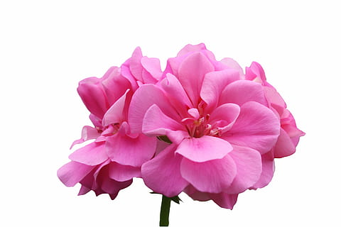 rosa, geranier, blomst, Lukk, bilde, geranium, fiolett, blomstre, åpen, isolert, natur, rosa farge, petal, anlegg, blomsterhodet, nærbilde, friskhet, blomstrende plante, skjønnhet i naturen, studio skudd, sårbarhet, skjørhet, inflorescence, hvit bakgrunn, skjære ut, innendørs, ingen folk, orkide, mykhet, 4K, CC0, offentlig domene, opphavsrett gratis