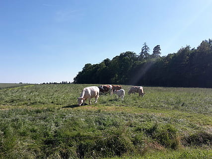 koeien, weide, koppelen, natuur, zon, Bos, kalf, grazen, dierlijke thema's, dier, fabriek, huiselijk, vee, zoogdier, huisdieren, gewerveld, hemel, veld-, groep dieren, gras, land-, boom, paard, heldere lucht, landschap, geen mensen, plantenetend, 2K, CC0, publiek domein, royaltyvrij