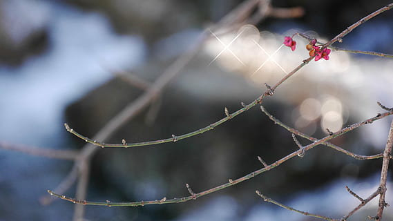 fuso, inverno, neve, ramo, natureza, árvore, temporada, ao ar livre, geada, plantar, ninguém, comida e bebida, focar em primeiro plano, Comida, fechar-se, dia, frutos de baga, Alimentação saudável, fruta, galho, foco seletivo, beleza na natureza, frescura, tranquilidade, 4K, CC0, domínio público, royalty free