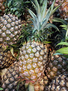 ananas, košík, ovoce, ananasový koš, jediné jablko borovice, šťavnatý, jídlo, zralý, zdravý, čerstvý, strava, vegetariánský, přírodní, organický, Lahodné, výživa, zdraví, přísada, Chutný, zemědělství, drsný, jídlo a pití, svěžest, nikdo, Zdravé stravování, tropické ovoce, blahobyt, detail, růst, zelená barva, list, den, rostlinné části, Příroda, venku, rostlina, krása v přírodě, vysoký úhel pohledu, 1080P, CC0, veřejná doména, bez autorských práv