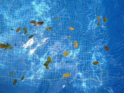 water, leaves, float, floating, background, texture, light, dappled, complimentary colors, yellow leaves, blue, light blue, swimming pool, pool, nature, floating on water, animal wildlife, sea, underwater, swimming, animal, no people, rippled, transparent, full frame, animal themes, outdoors, animals in the wild, marine, school of fish, 1080P, CC0, public domain, royalty free