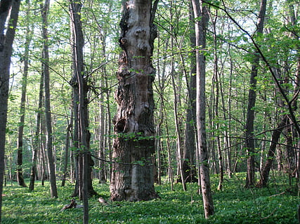 oud, boom, loofbos, zomer, groen, hemelsblauw, Bos, fabriek, land-, romp, boomstam, kalmte, groei, schoonheid in de natuur, natuur, rustige scène, groene kleur, bos-, dag, geen mensen, niet-stedelijke scène, buitenshuis, weelderig gebladerte, scenics - natuur, landschap, bamboe - plant, regenwoud, 2K, CC0, publiek domein, royaltyvrij