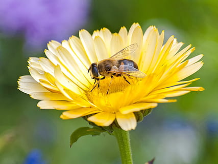 hoverfly, sinek, böcek, doğa, çiçek, hayvan, Sarı, bir hayvan, kırılganlık, hayvan temaları, çiçekli bitki, taçyaprağı, omurgasız, çiçek kafa, doğada güzellik, Güvenlik açığı, bitki, hayvan yaban hayatı, vahşi hayvanlar, tazelik, çiçeklenme, kapatmak, büyüme, tozlaşma, polen, insansız, açık havada, bahar, 4K, CC0, kamu malı, telif ücretsiz
