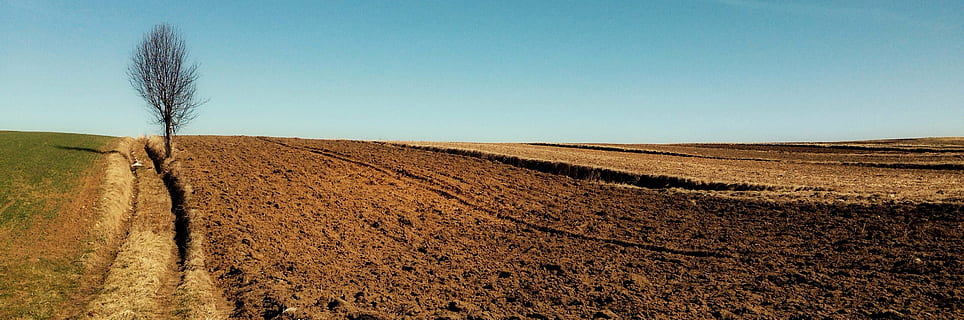 bare, tree, brown, field, daytime, way, landscape, village, farm, sky, land, rural scene, agriculture, nature, environment, plant, horizon, no people, growth, tranquil scene, copy space, scenics - nature, horizon over land, tranquility, blue, clear sky, day, outdoors, climate, arid climate, 2K, CC0, public domain, royalty free