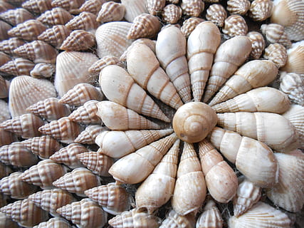 white shells, sea shells, shells, sea, ocean, nature, beach, marine, seashell, vacation, life, design, texture, starfish, mollusk, pattern, spiral, collection, handcraft, beautiful, symmetrical, ornament, decor, curve, ornate, decorative, artwork, colorful, curled, arab, food and drink, food, freshness, wellbeing, large group of objects, healthy eating, vegetable, abundance, garlic bulb, no people, full frame, market, still life, garlic, close-up, ingredient, onion, spice, backgrounds, retail, consumerism, 4K, CC0, public domain, royalty free