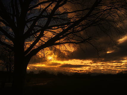 leafless tree photography, tree, sunset, beautiful, sky, clouds, golden, still, nature, landscape, rest, atmospheric, mood, silhouette, beauty in nature, scenics - nature, cloud - sky, tranquility, tranquil scene, bare tree, orange color, plant, branch, no people, idyllic, dramatic sky, outdoors, non-urban scene, trunk, dark, 2K, CC0, public domain, royalty free