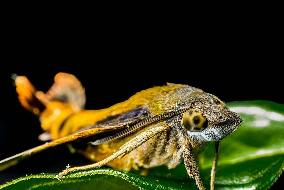 falena, farfalla, insetto, vicino, animale, natura, macro, avvicinamento, colore nero, temi animali, un animale, fauna selvatica, animali allo stato selvatico, rettile, vertebrato, lucertola, nessuno, parte del corpo animale, colore verde, concentrarsi sulle conoscenze acquisite, foglia, sfondo nero, parte vegetale, giallo, girato in studio, occhio animale, testa di animale, iguana, 5K