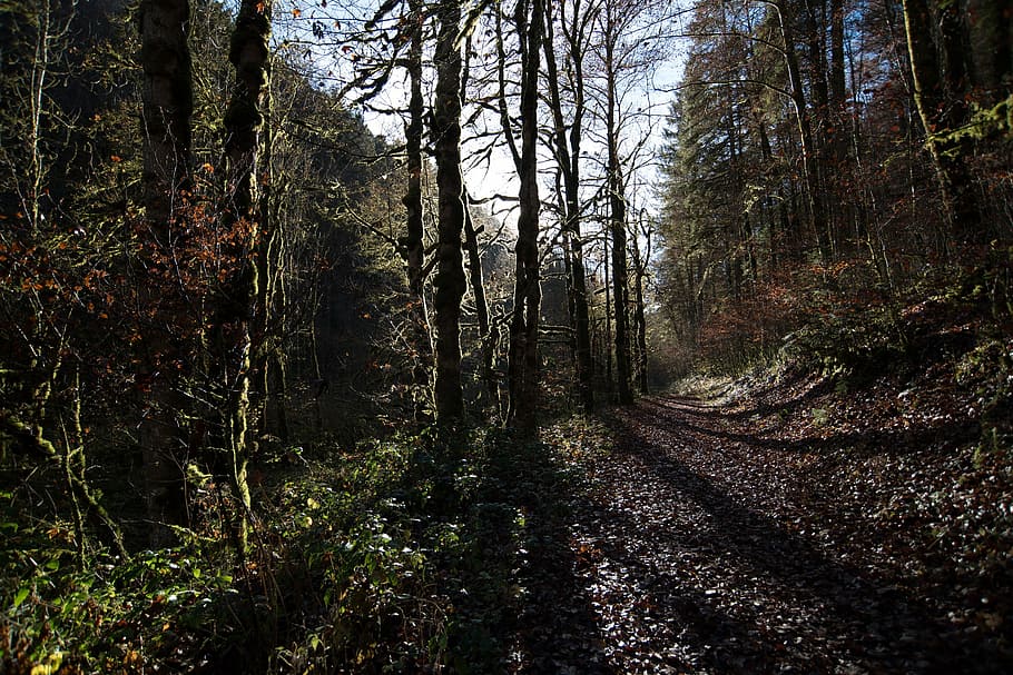 home, vista d'ulls, bosc, blau, cel, fons, naturalesa, boscos, arbres, branques, carretera, Camí, plantes, arbusts, llum, es va filtrar, ombres, arbre, tronc de l'arbre, escenics, cap gent, dia, a l'aire lliure, paisatge, planta, terra, tranquil·litat, creixement, bellesa a la natura, escena tranquil·la, tronc, escenics - natura, escena no urbana, idíl·lic, el camí a seguir, medi ambient, llum solar, ruta, 2K