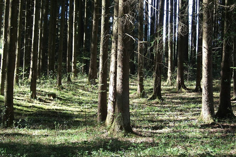 Wald, Stimmung, Atmosphäre, Bäume, Natur, Licht, Märchenwald, Baum, Kiefer, Baumstamm, Tag, Pflanze, Land, Kofferraum, Wachstum, Ruhe, Schönheit in der Natur, Sonnenlicht, keine Leute, Nicht-städtische Szene, ruhige Szene, Szenen - Natur, draußen, Umgebung, idyllisch, Bambuspflanze, 2K