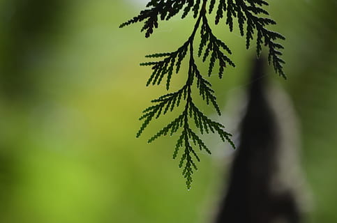 cedru, copac, frunze, plantă, Culoarea verde, creştere, natură, să se concentreze asupra primelor elemente, parte a plantelor, frumusețe în natură, a închide, nici o persoana, zi, liniște, selectiv, fragilitate, vulnerabilitate, în aer liber, prospeţime, pădure, crenguţă, conifer, 4K, CC0, domeniu public, fără drepturi de autor