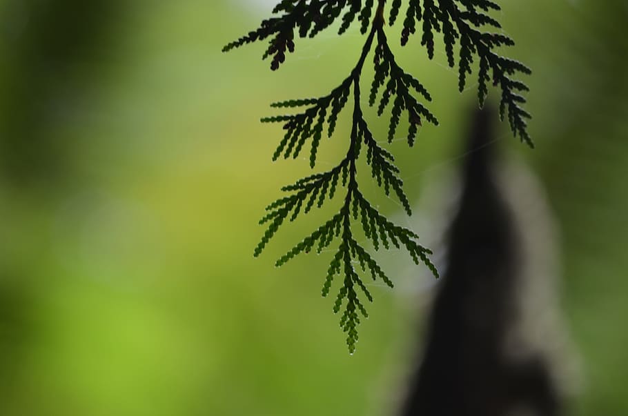 cedre, arbre, full, planta, color verd, creixement, naturalesa, centrar-se en primer pla, part de la planta, bellesa a la natura, primer pla, cap gent, dia, tranquil·litat, enfocament selectiu, fragilitat, vulnerabilitat, a l'aire lliure, frescor, bosc, branca, arbre de coníferes, 4K