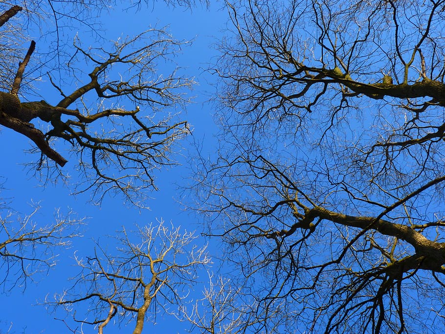 arbre, arbres, kahl, cel, blau, vista d’angle baix, branca, planta, arbre nu, bellesa a la natura, cel clar, cap gent, tranquil·litat, naturalesa, dia, creixement, escenics - natura, a l'aire lliure, escena tranquil·la, copa de l'arbre, tardor, tronc de l'arbre, directament a sota, 4K
