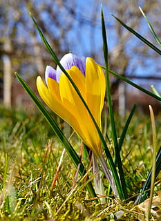 primavera, açafrão, amarelo violeta, Primavera, açafrão, amarelo, tolet, natureza, plantar, cor verde, grama, ao ar livre, temporada, beleza na natureza, tulipa, fechar-se, pétala, verão, cabeça de flor, Prado, Páscoa, ninguém, Flor, frescura, planta com flores, crescimento, fragilidade, vulnerabilidade, inflorescência, focar em primeiro plano, terra, dia, campo, íris, roxa, lâmina de grama, 2K, CC0, domínio público, royalty free