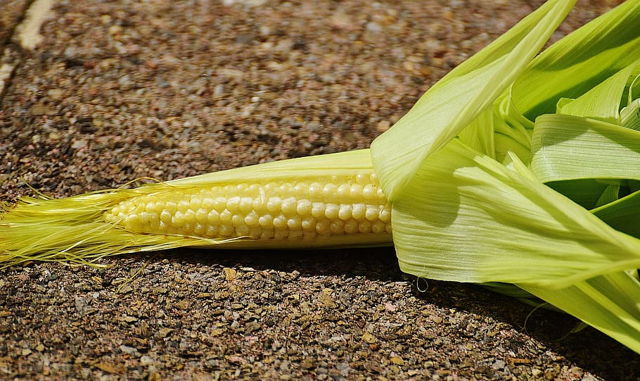 blat de moro, jove, verdures, planta, estiu, menjar i beguda, menjar, blat de moro a la panotxa, naturalesa, planta de cereals, cultiu, vegetals, frescor, primer pla, cap gent, alimentació saludable, groc, agricultura, blat de moro dolç, benestar, blat de moro - cultiu, dia, color verd, a l'aire lliure, menjar vegetarià, 5K