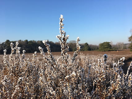 hello, winter, new, plant, nature, sky, growth, land, field, day, clear sky, beauty in nature, tranquility, sunlight, no people, focus on foreground, blue, outdoors, cold temperature, copy space, tranquil scene, flower, environment, 4K, CC0, public domain, royalty free