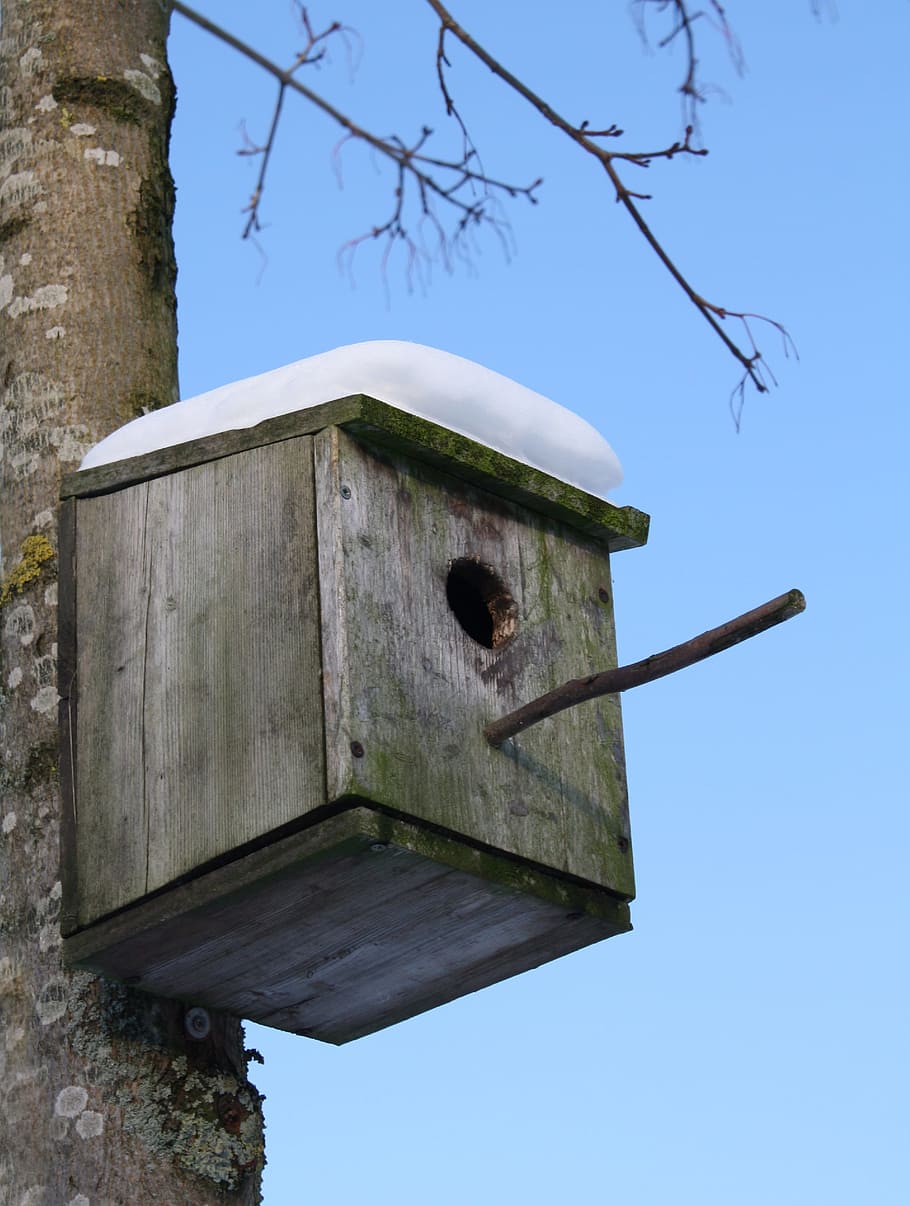 stær, reden, boks, fugl, vinter, sne, rede, boks, udendørs, natur, nesting, ly, birdhouse, træ, træ-, dyreliv, dag, bygget struktur, lav vinkel visning, ingen mennesker, himmel, plante, arkitektur, skyfri himmel, blå, træ - materiale, afdeling, bygning udvendig, gammel, sollys, bygning, tårn, 2K